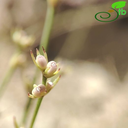 Rubiaceae-Kökboyagiller