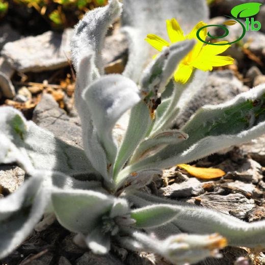 Asteraceae-Papatyagiller