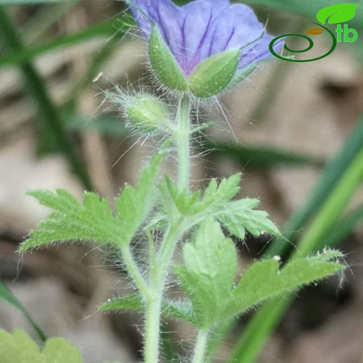 Geranium bohemicum