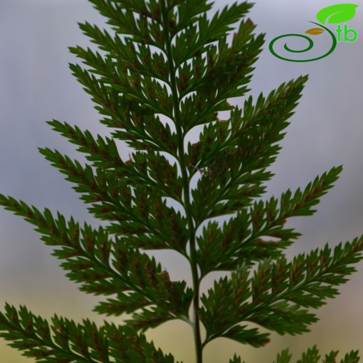 Aspleniaceae-Saçakotugiller