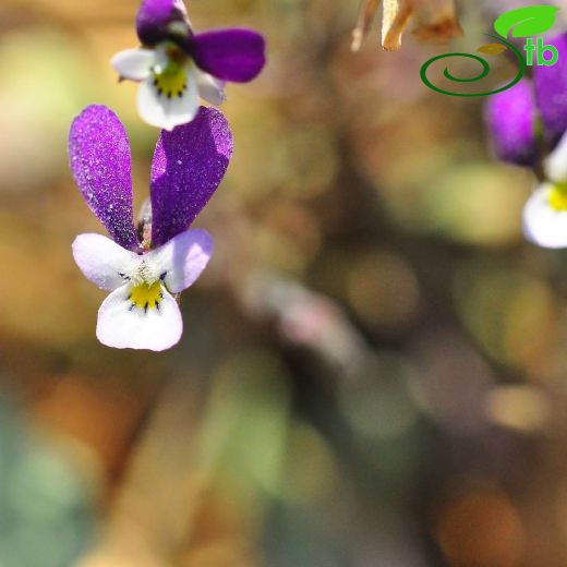 Violaceae-Menekşegiller