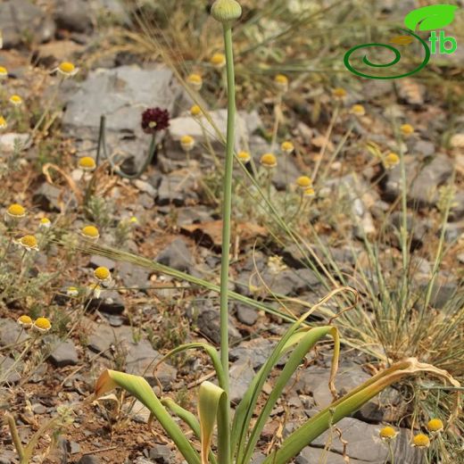 Allium cardiostemon