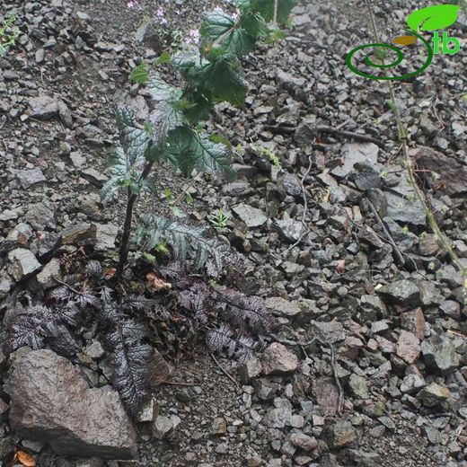 Verbascum meinckeanum