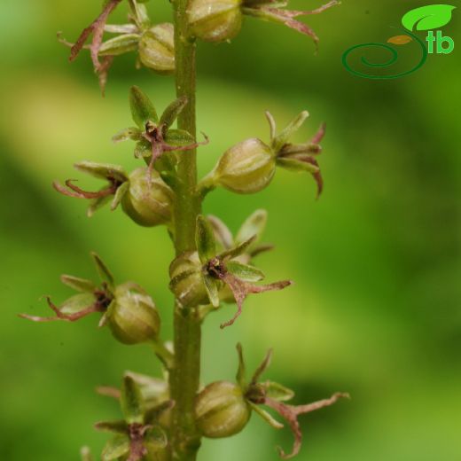 Orchidaceae-Salepgiller