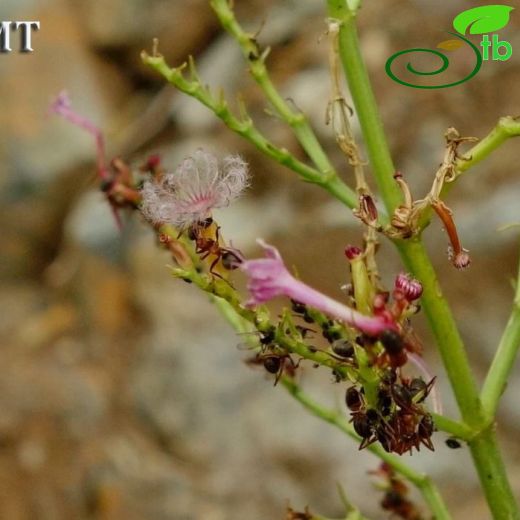 Centranthus-Mahmuzçiçeği