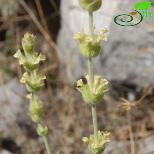 Sideritis galatica