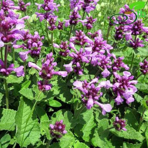 Stachys macrantha