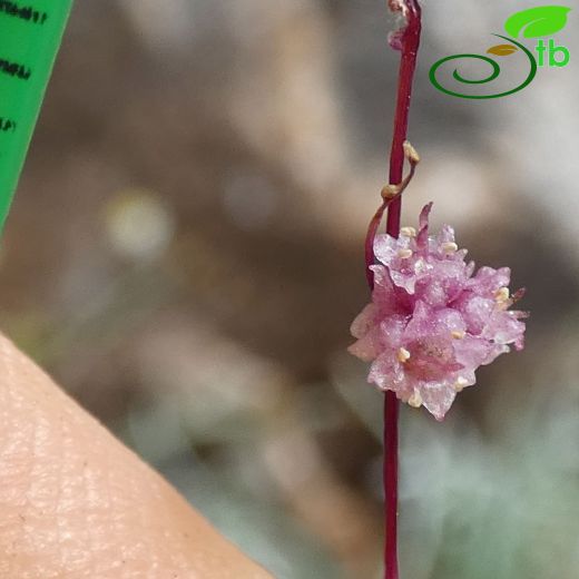 Cuscuta palaestina