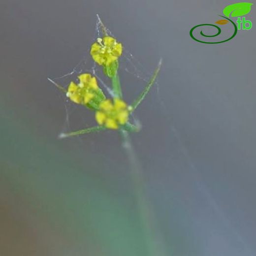 Bupleurum trichopodum