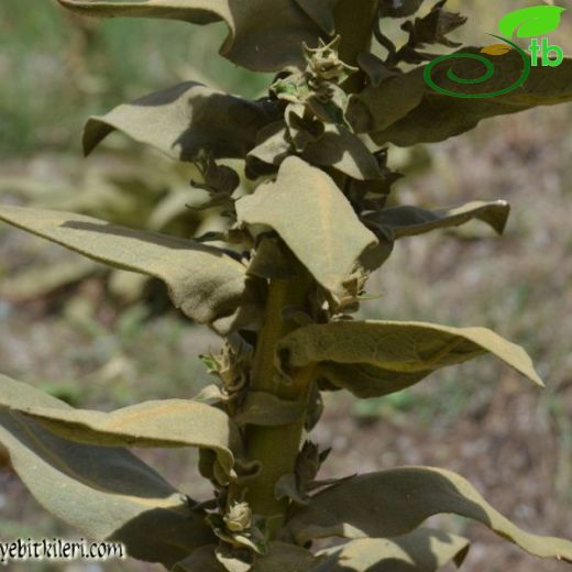 Verbascum mykales