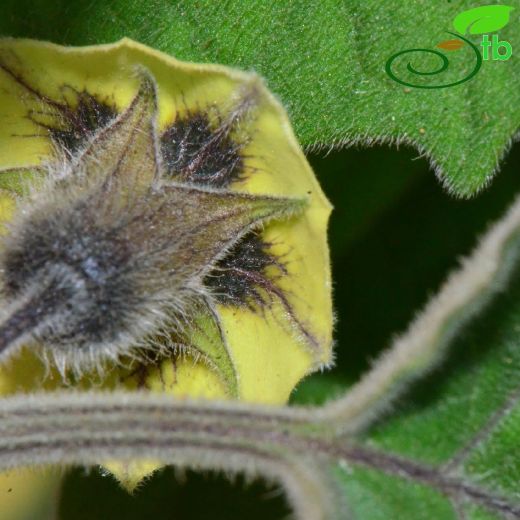 Solanaceae-Patlıcangiller