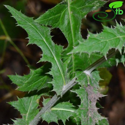 Echinops ossicus