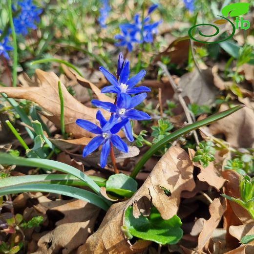 Asparagaceae-Kuşkonmazgiller