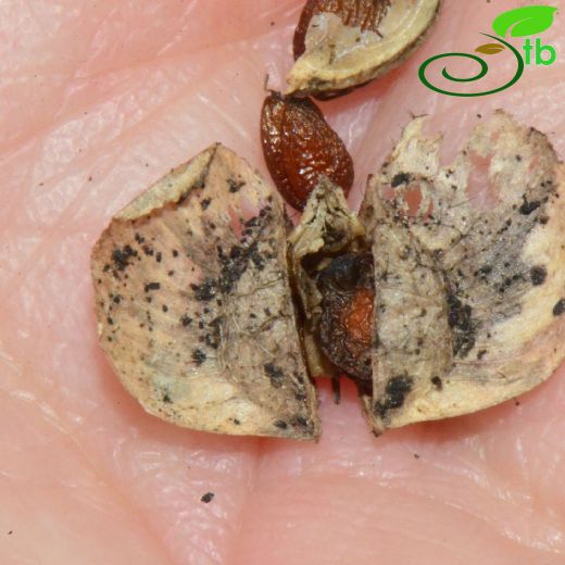 Pachyphragma macrophyllum