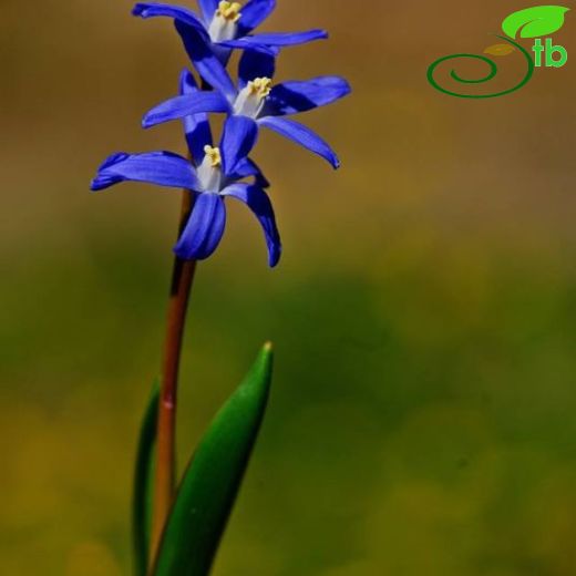 Chionodoxa sardensis