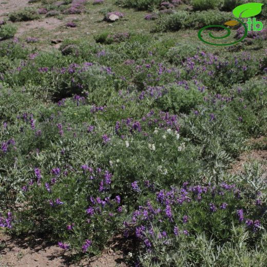 Vicia canescens