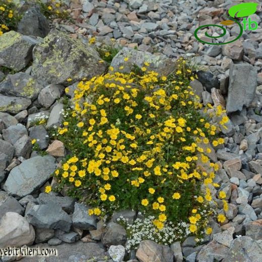 Potentilla gelida