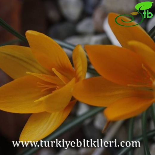 Crocus saricinarensis