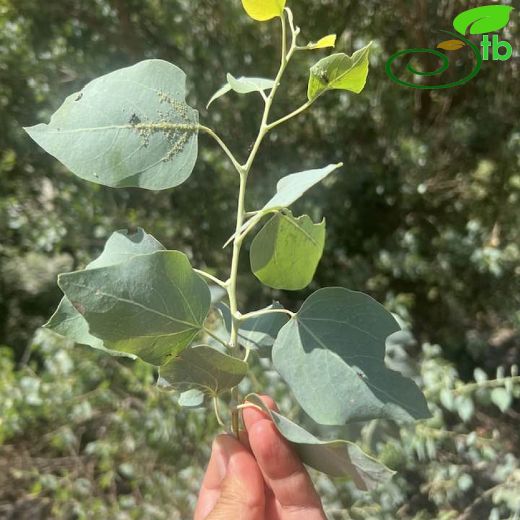 Populus euphratica