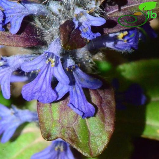 Ajuga reptans