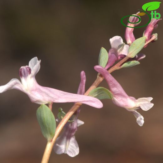 Corydalis haussknechtii