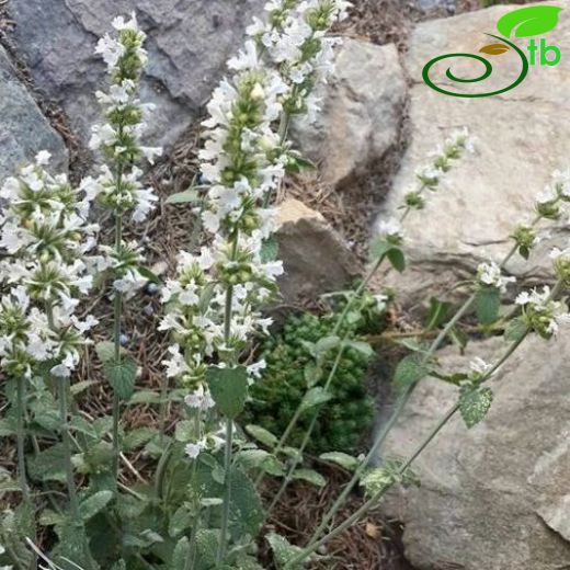 Nepeta italica