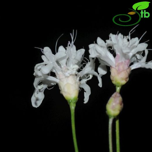 Cephalaria cameliensis