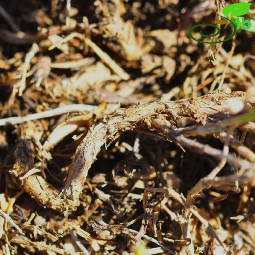 Polygonum uysalii
