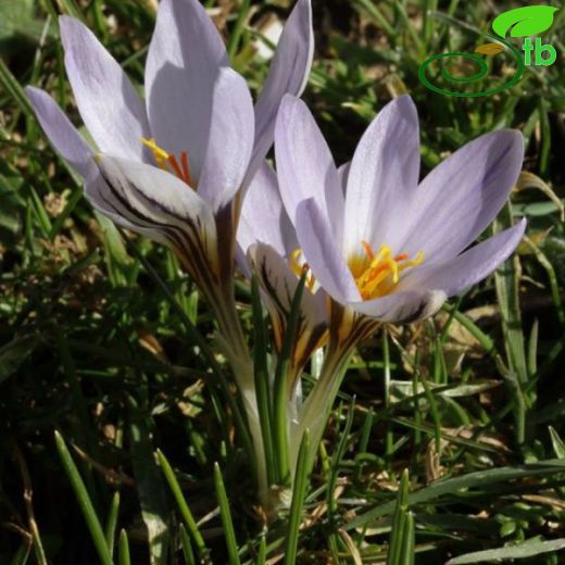 Crocus rechingeri