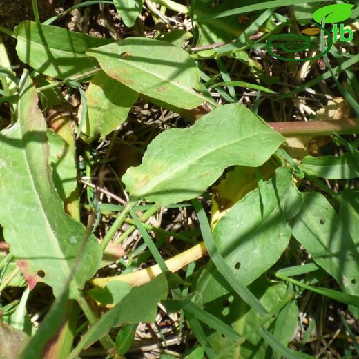 Rumex conglomeratus