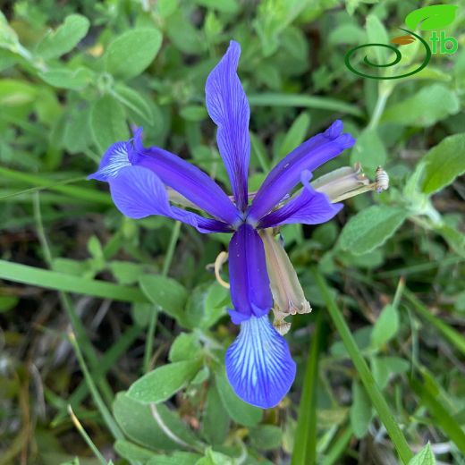 Iris-Süsen