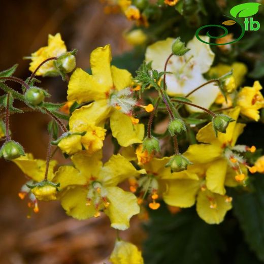 Verbascum luciliae