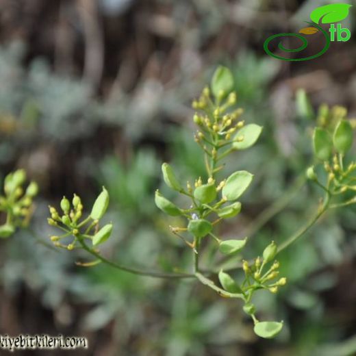 Bornmuellera glabrescens