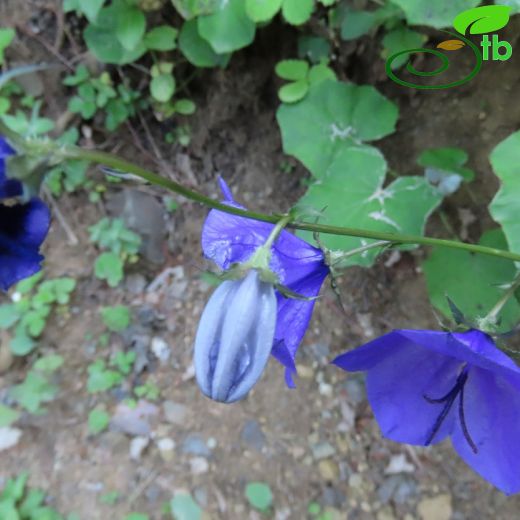 Campanula-Çançiçeği