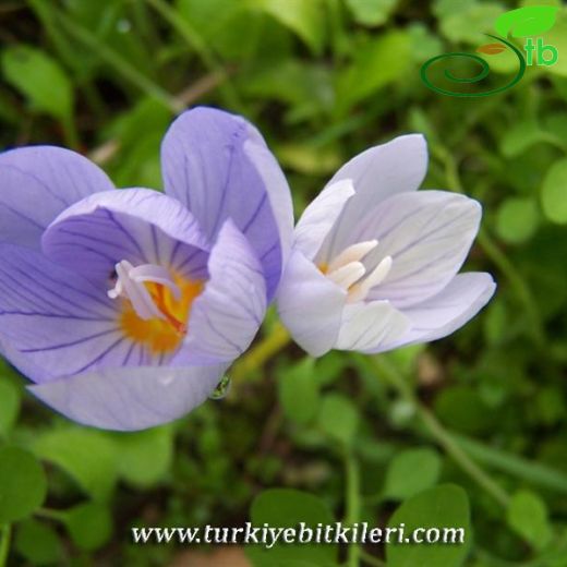 Crocus pulchellus