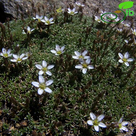 Minuartia recurva