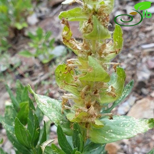 Ajuga relicta