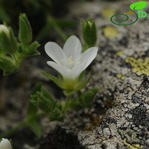 Minuartia saxifraga