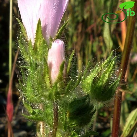 Althaea-Gülhatmi