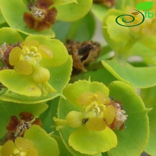 Euphorbiaceae-Sütleğengiller