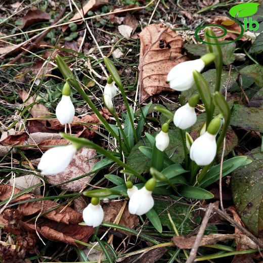 Galanthus-Kardelen