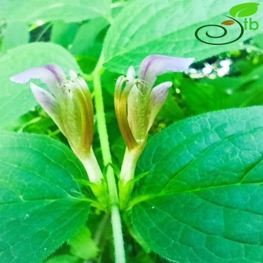 Ajuga-Mayasılotu