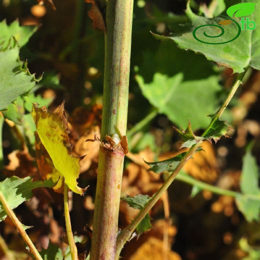 Lactuca-Marul