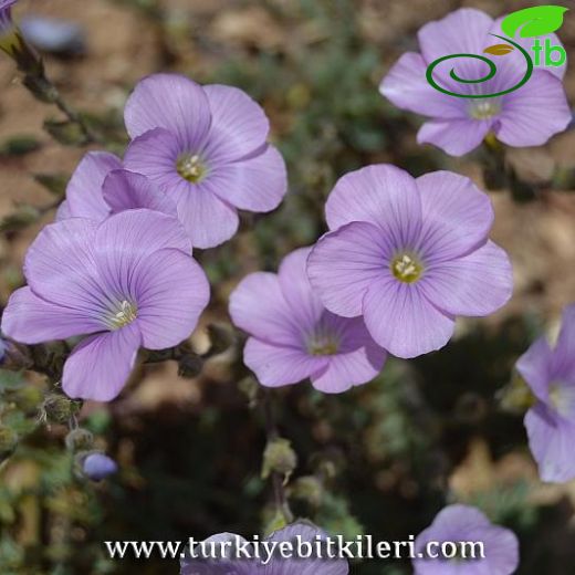 Linum unguiculatum