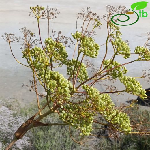 Ferula-Çakşır