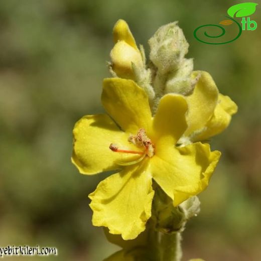 Verbascum meandri