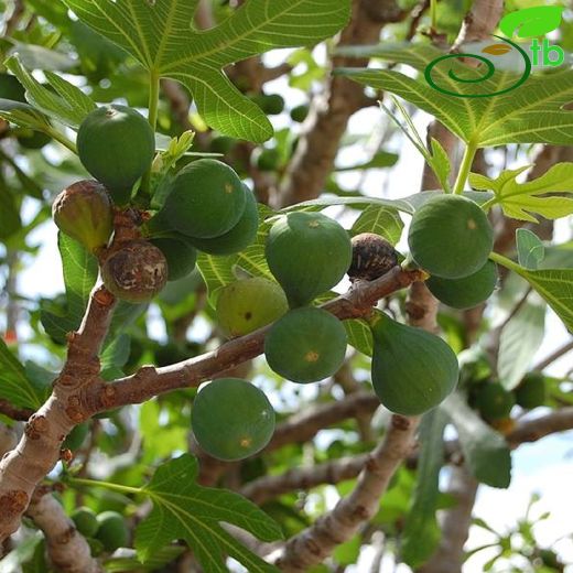 Moraceae-Dutgiller
