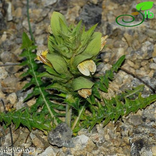 Acanthus hirsutus