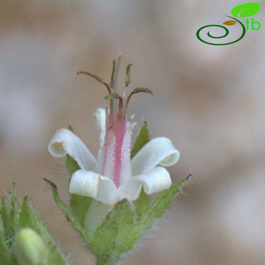 Symphytum circinnale