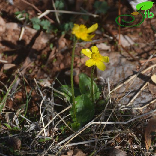 Ranunculus bullatus